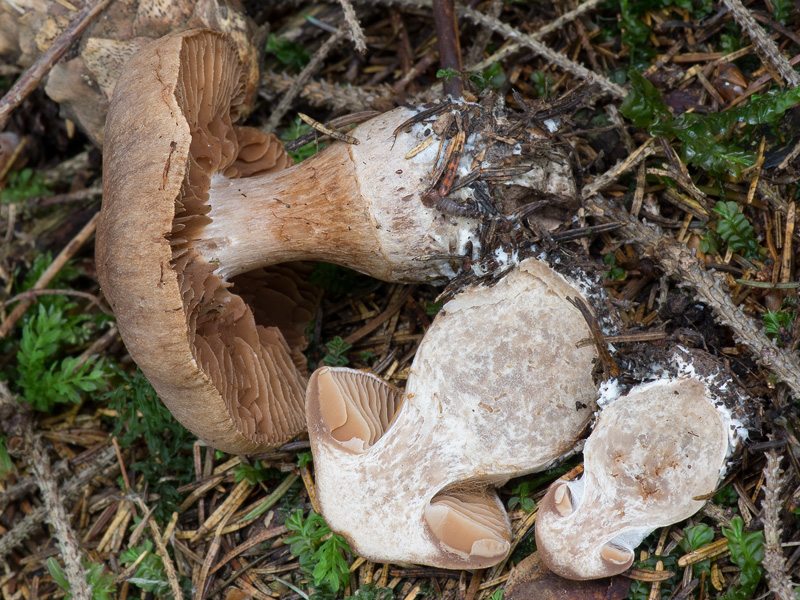 Cortinarius bubulus